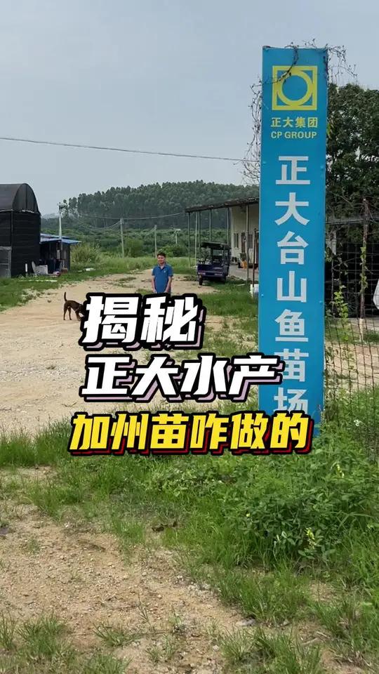 原来正大水产是这么标加州鲈鱼苗的！