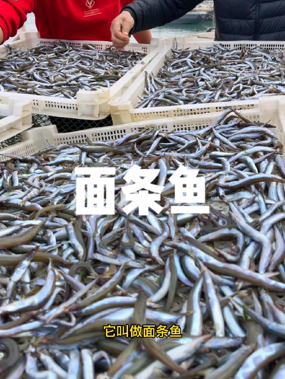 您吃过青岛海域的面条鱼吗?又经济实惠又好吃,可干炸可晒干,还有其他吃法吗?欢迎探讨 青岛旅