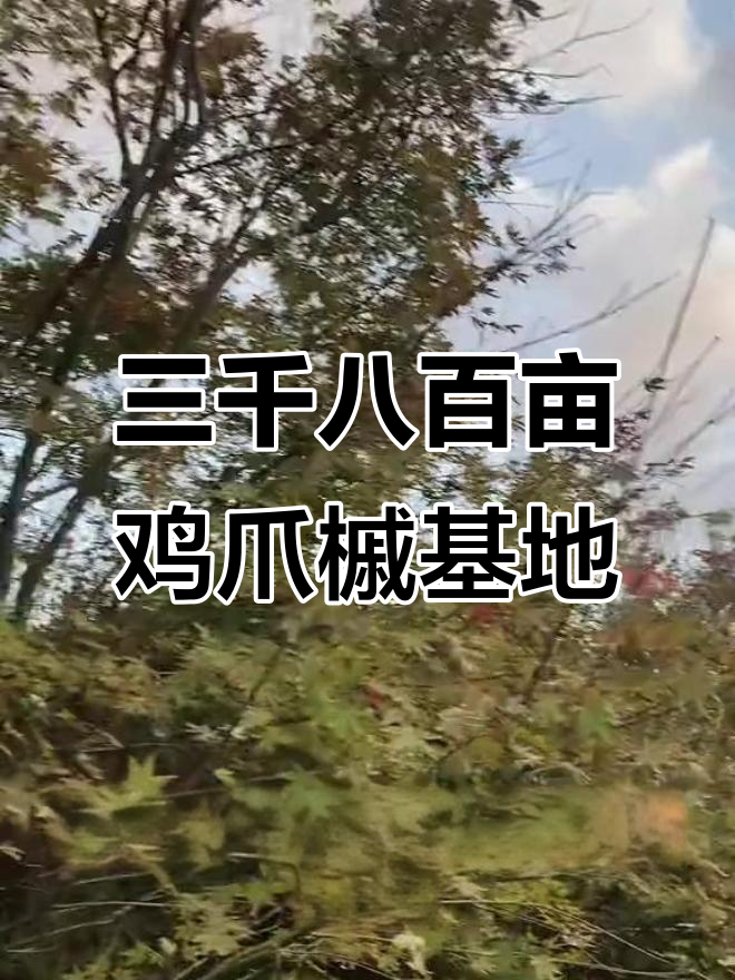 启东奥林苗木园艺场:三千八百亩鸡爪槭与红枫的美丽对比