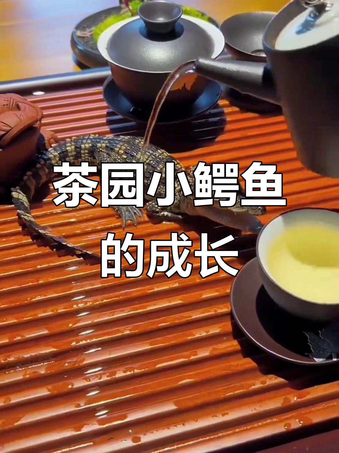 小鳄鱼苗成长记,茶水养殖场揭秘