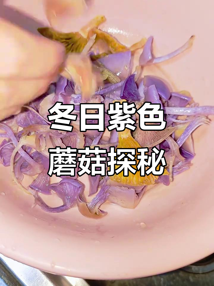 冬季紫色蘑菇与紫丁香的奇妙之旅,花脸蘑菇的独特香气