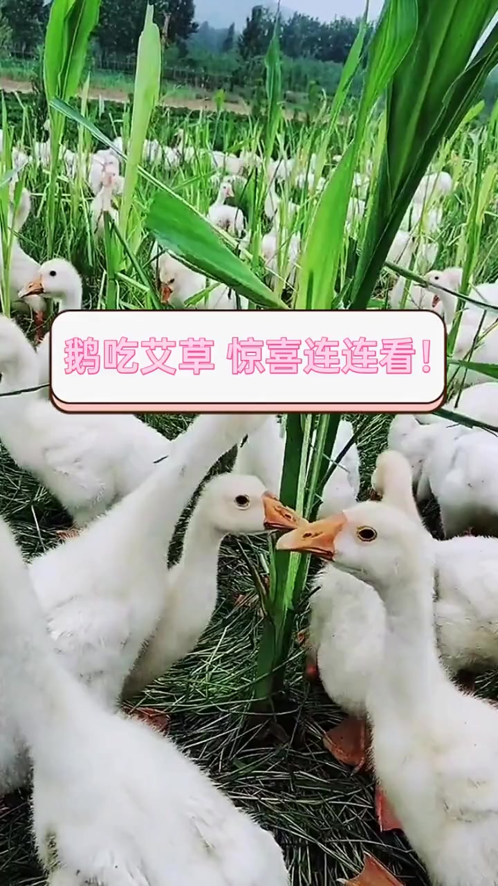 鹅吃艾草,惊喜连连看!