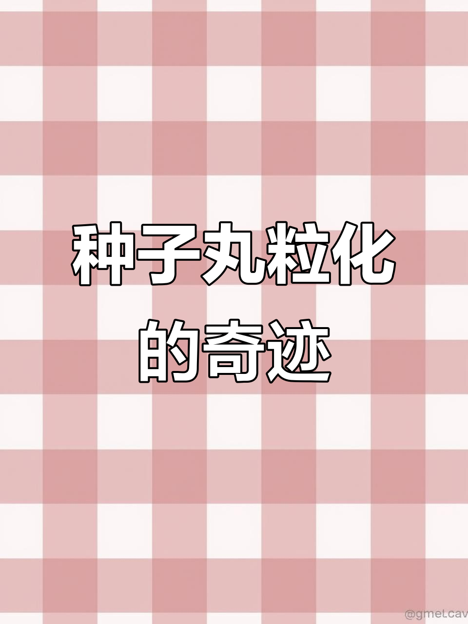鸡冠花种子丸粒化,效果惊人!发芽率飙升,太神奇了!