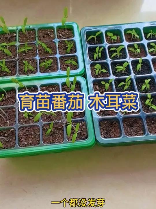 番茄长得很好,木耳菜都二十几天了还没有发芽!#阳台种菜 #番茄 #木耳菜