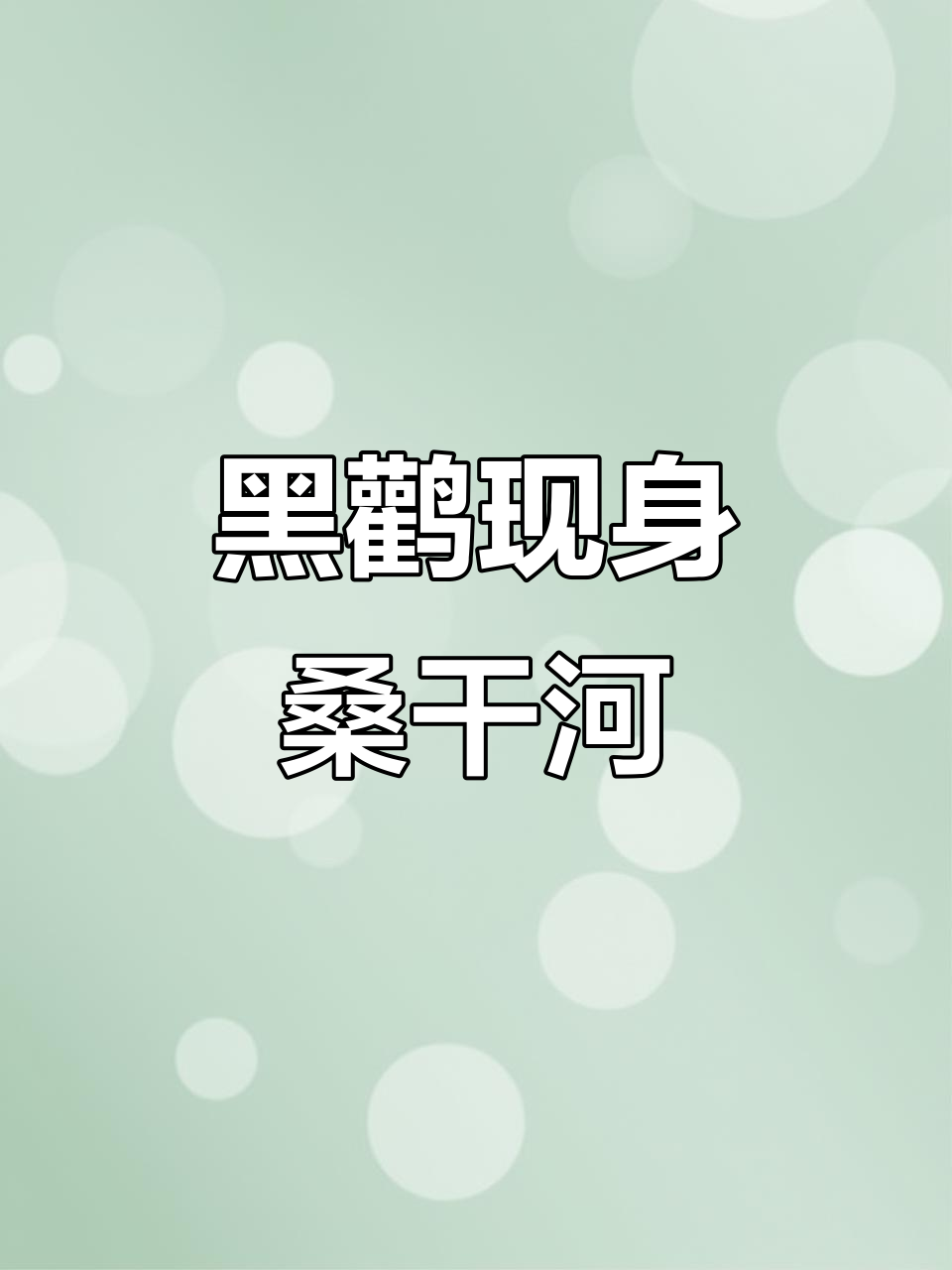 山西大同桑干河现身珍稀黑鹳,国家一级保护动物亮相