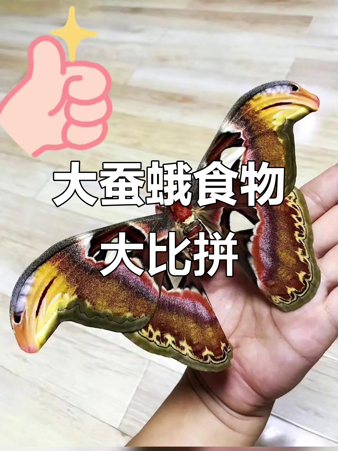 乌桕大蚕蛾与绿尾大蚕蛾的“PK”:谁更挑食?