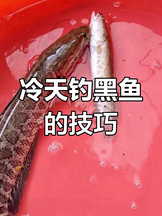 寒冷天气钓黑鱼,泥鳅诱饵效果惊人