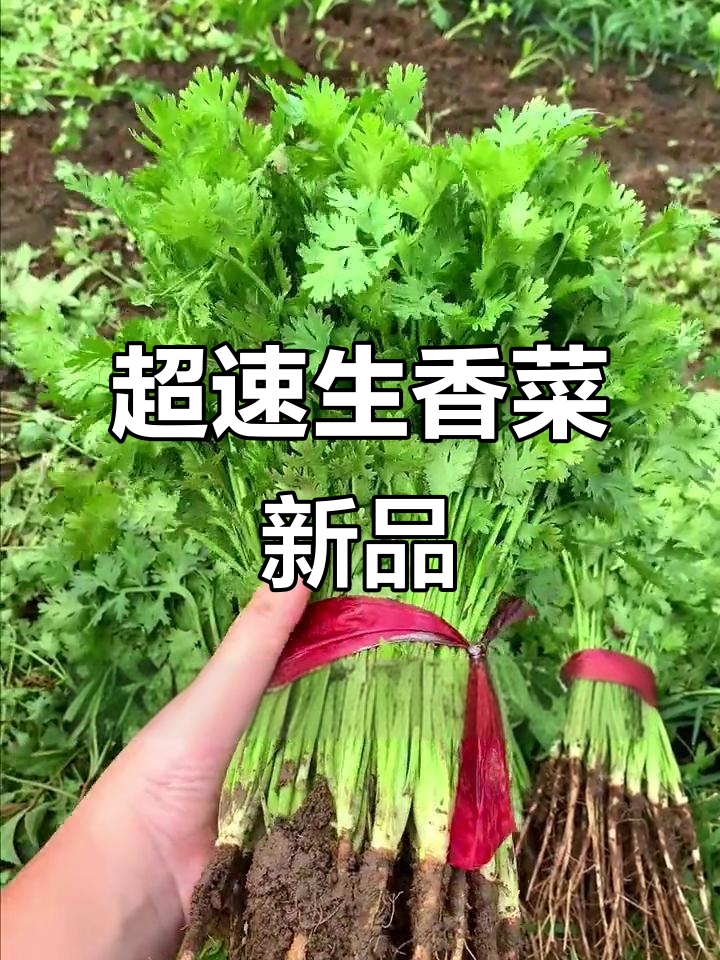 香菜新品种,三天发芽,一个月采收,产量高又快