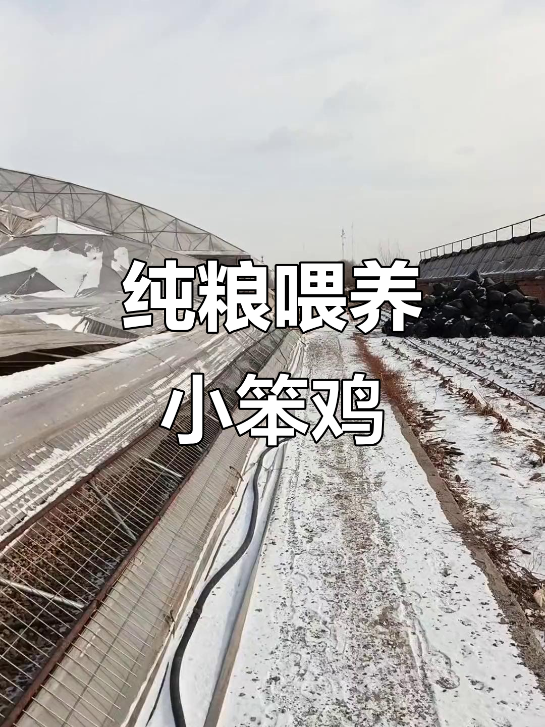 沈阳苏家屯散养笨鸡，铁锅炖蘑菇等你来尝