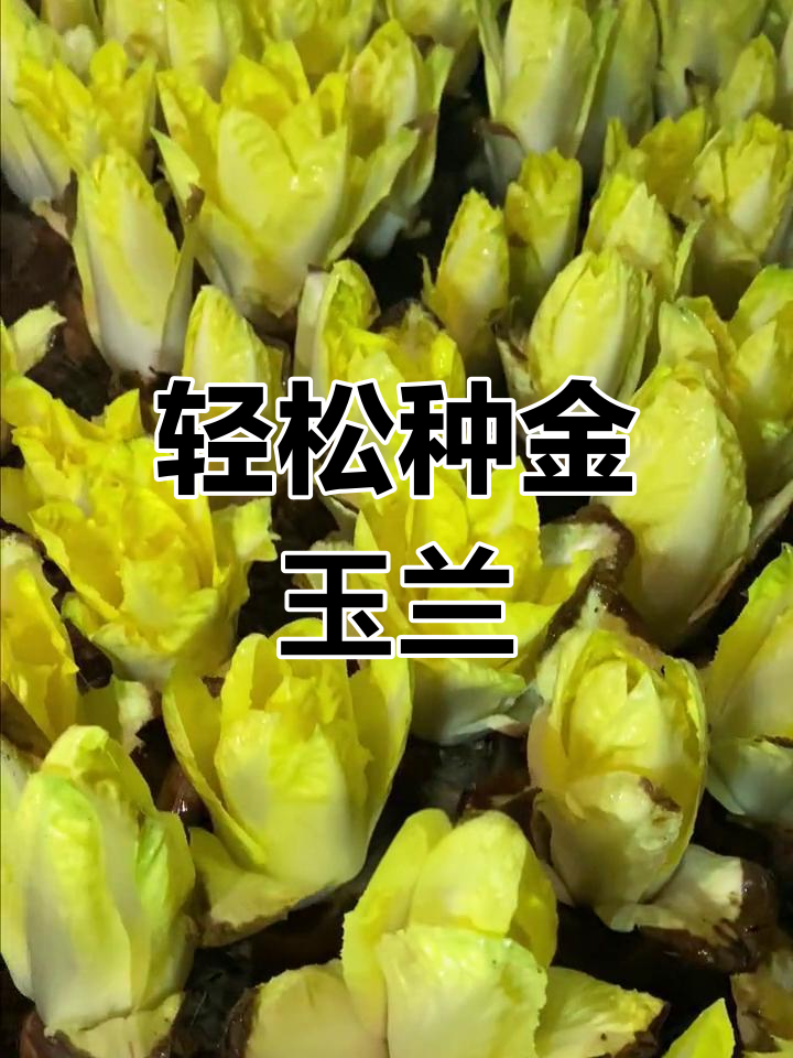 金玉兰根苗种植技巧,简单又高效