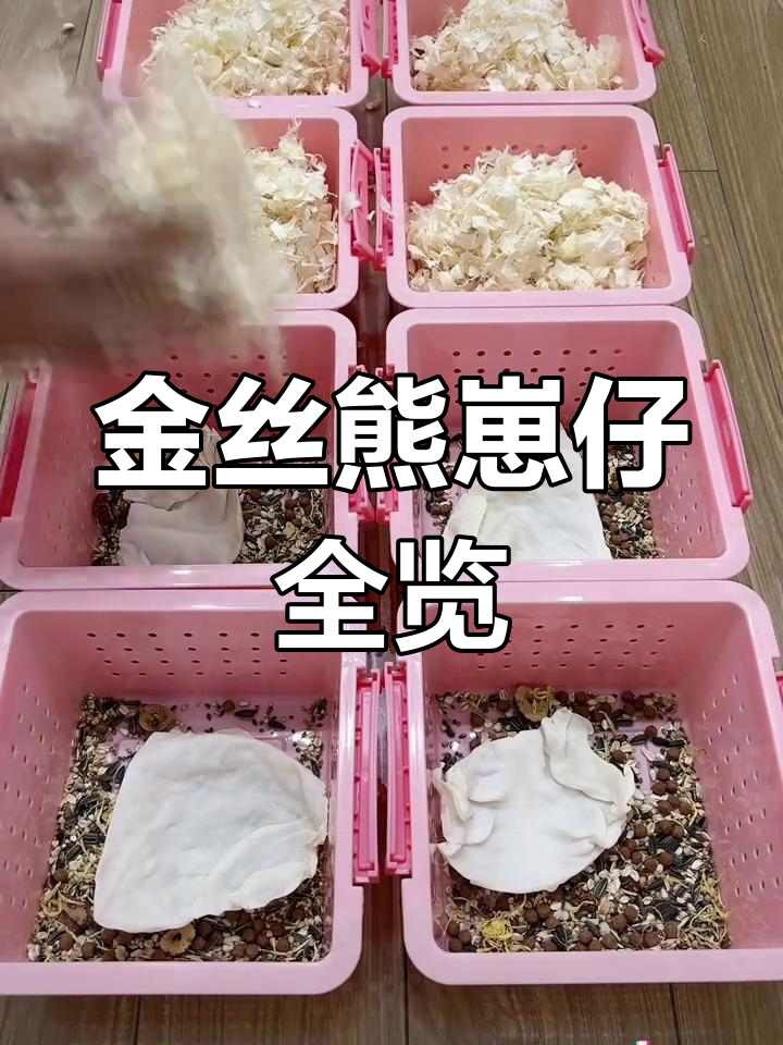 十只金丝熊崽仔大揭秘,肉桂、布丁等品种一应俱全