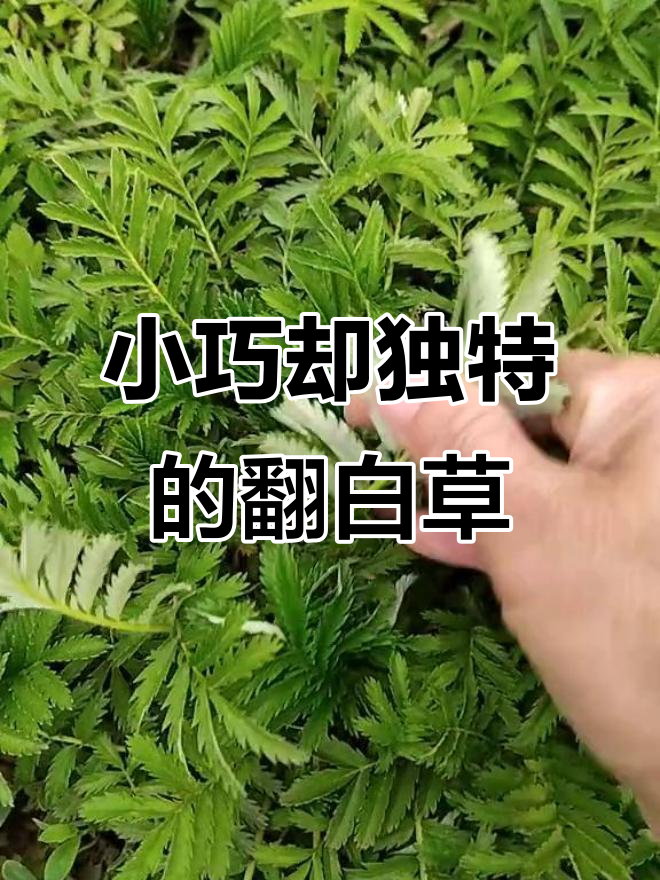 翻白草：看似鸡爪，实有白色绢毛