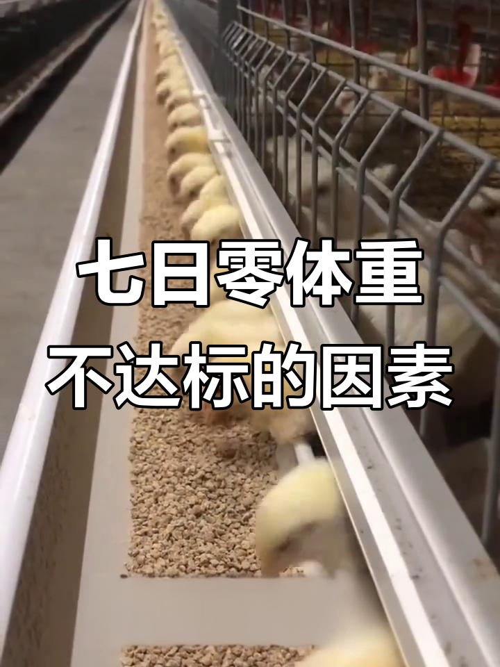 白羽肉鸡养殖管理细节，七日零体重不达标原因分析