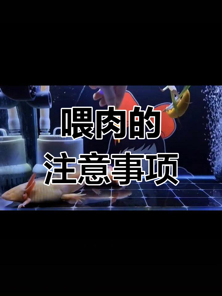 六角恐龙能吃肉吗?