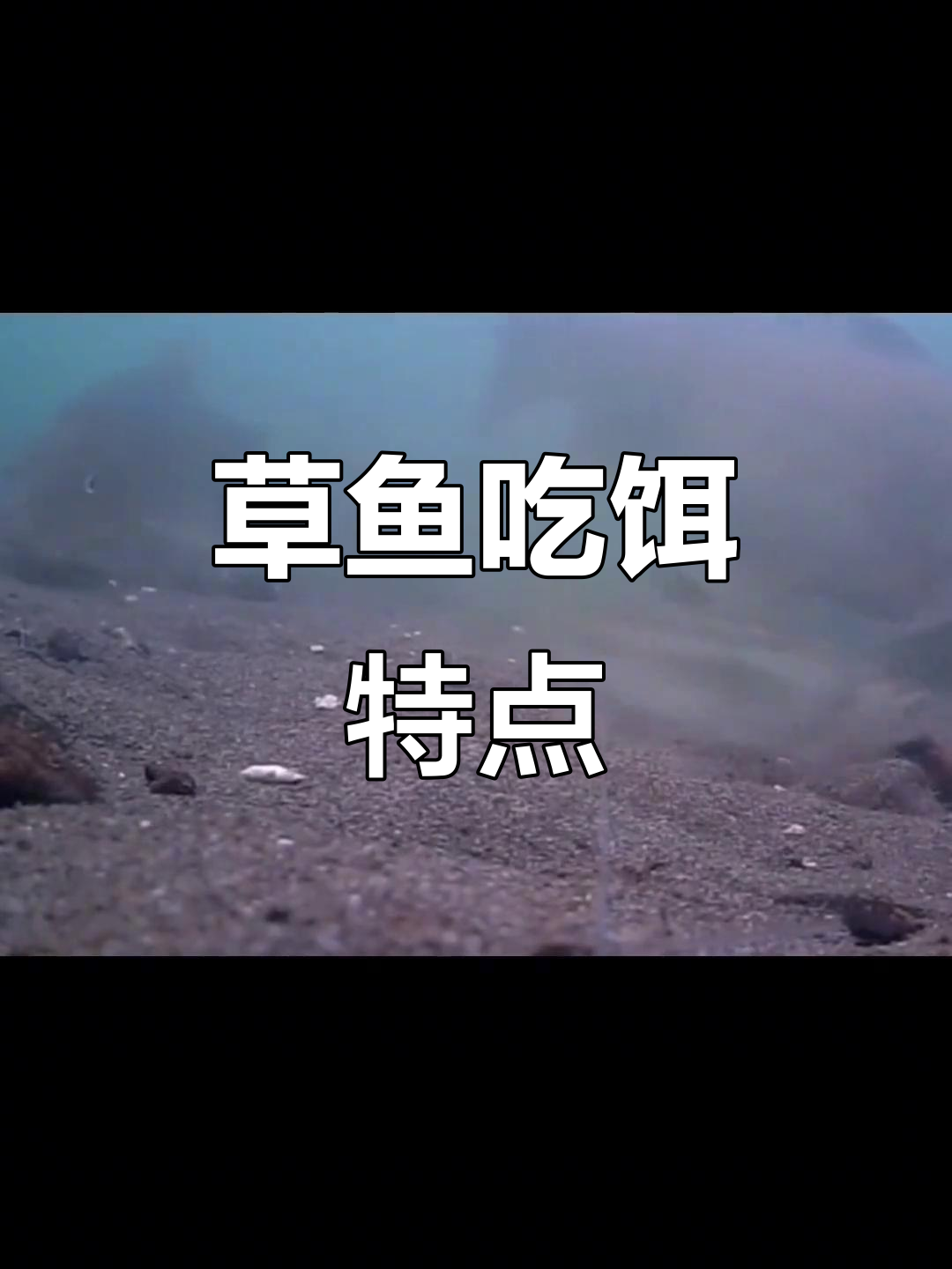 草鱼与鲤鱼的捕食方式大不同,钓底技巧揭秘