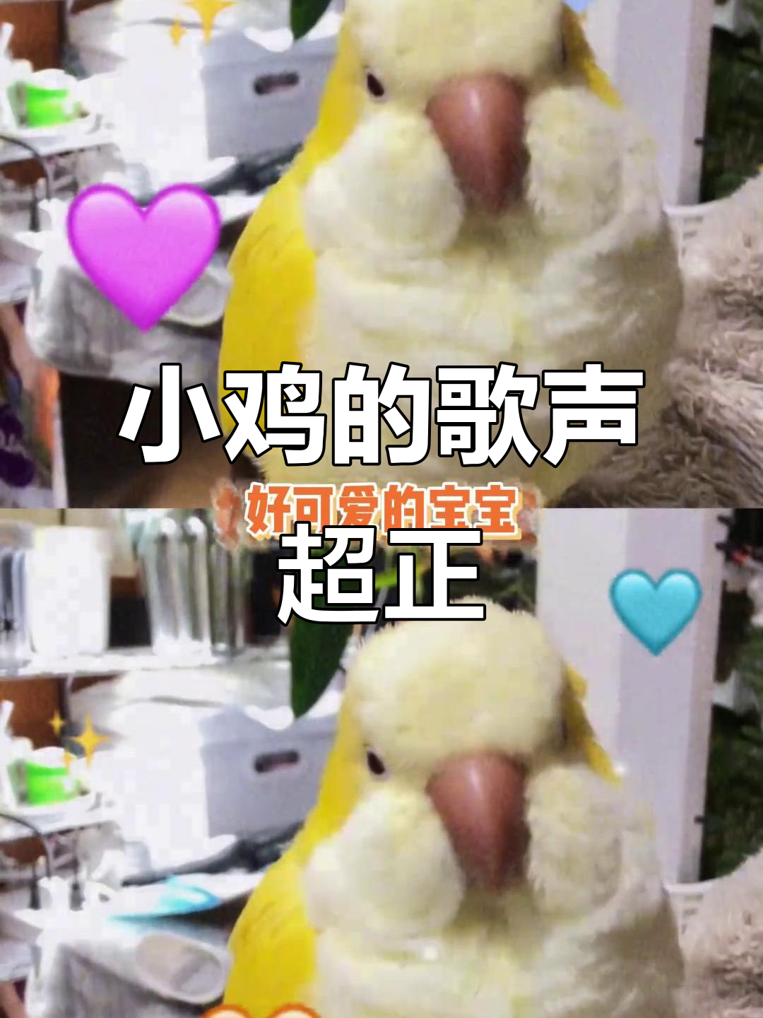 小鸡宝宝歌声太可爱,萌翻了!