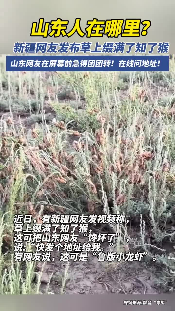 近日，有新疆网友发视频称，草上缀满了知了猴，这可把山东网友“馋坏了！”有网友说，这可是“鲁