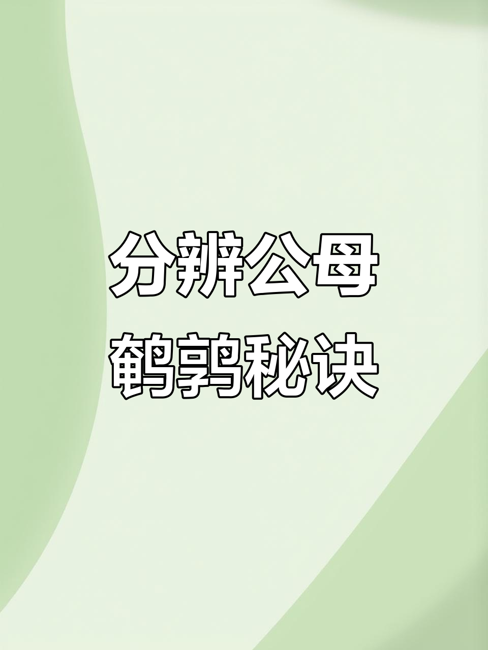 公母鹌鹑怎么分?叫声一响就知公!