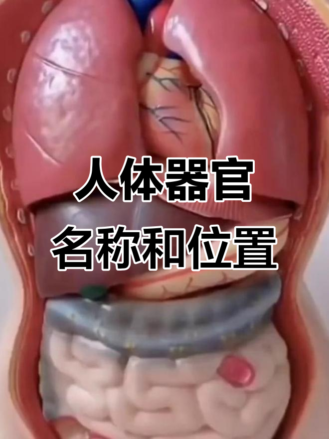 人体器官分布与功能详解,快速了解每个部位的位置