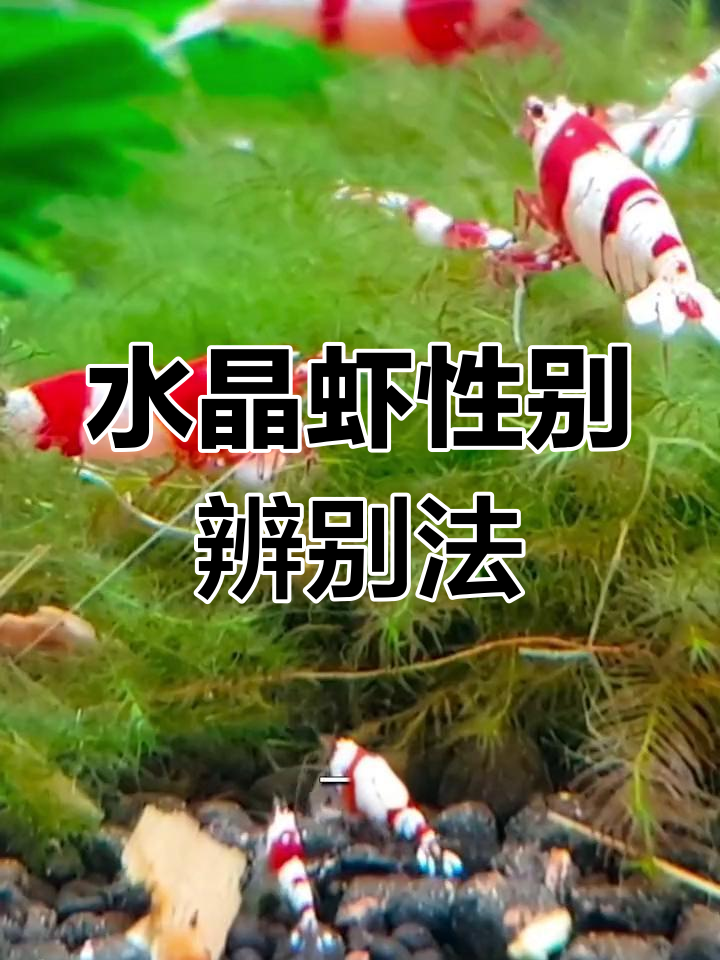 鉴别水晶虾雌雄的三大细节