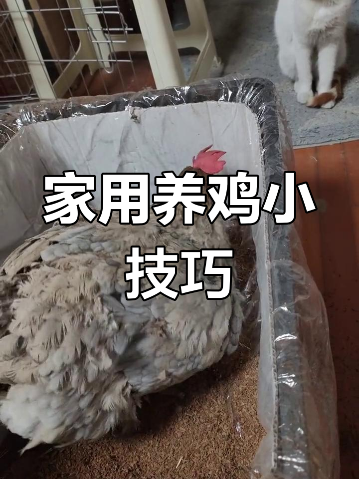 楼房养鸡全攻略:如何打造舒适环境