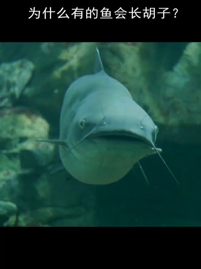 为什么有的鱼会长胡子