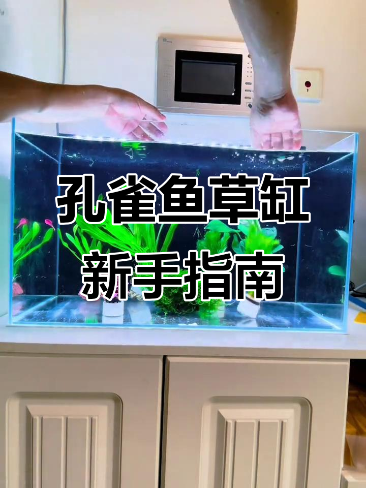 孔雀鱼草缸入门,轻松开启无底沙、二氧化碳的养殖之旅