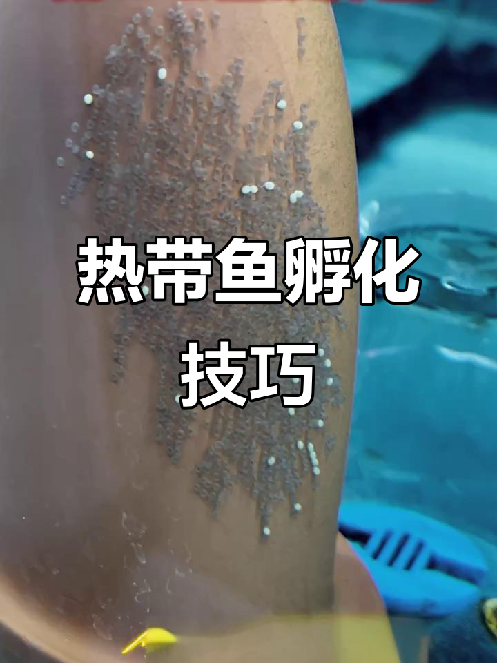 热带鱼孵化秘诀:如何避免白卵,提高成活率