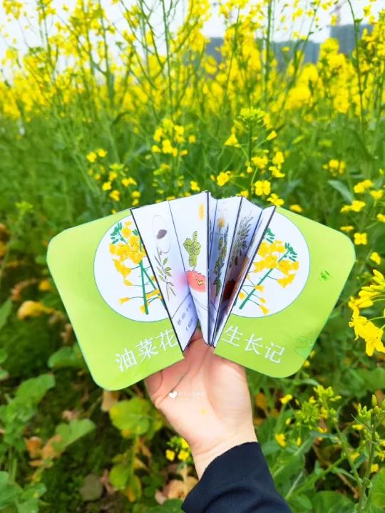 油菜花自然美育植物科普,全面了解