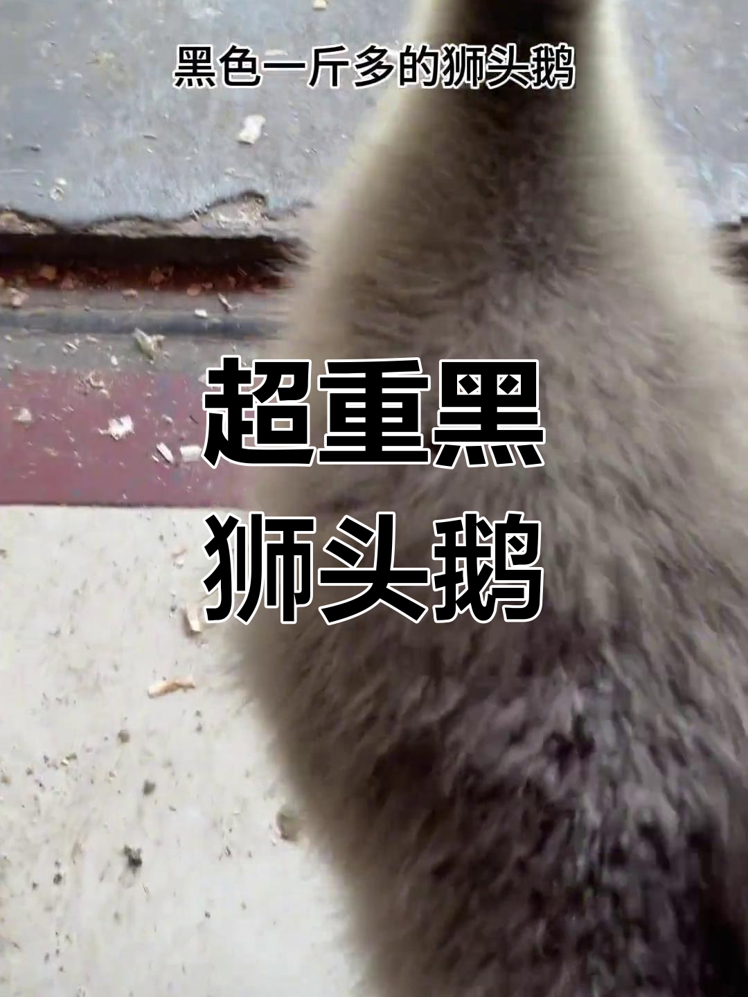 黑色狮头鹅苗,超重萌态十足