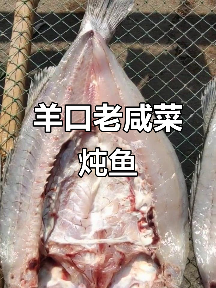 潍坊老板的鱼干秘制配方,辣椒炖鲈子鱼超有味