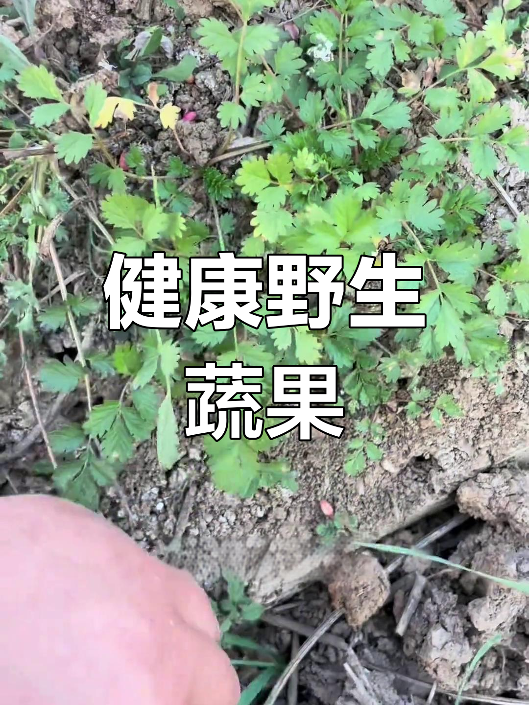 委陵菜:天然健康蔬菜,食用方法多样