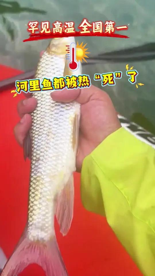 近日,巫溪河道大量洋鱼死亡漂浮,市民随处可捡鱼!电、毒、热?官方回应:属是热应激反应——热