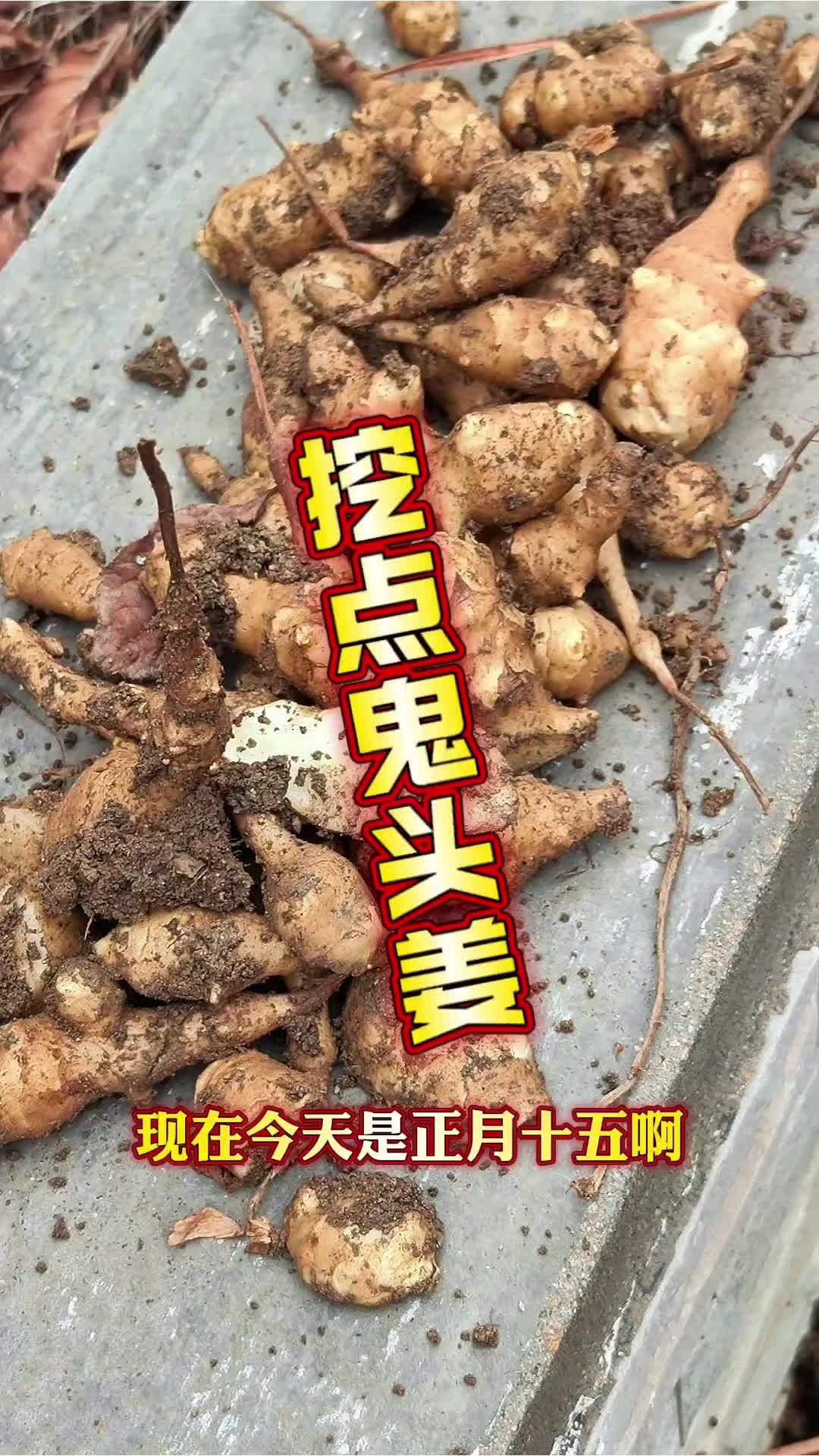 元宵节,从乳山银滩我家小院挖些自己种的洋姜,当早餐咸菜非常好 秋天没收,在地里埋了一冬,鬼