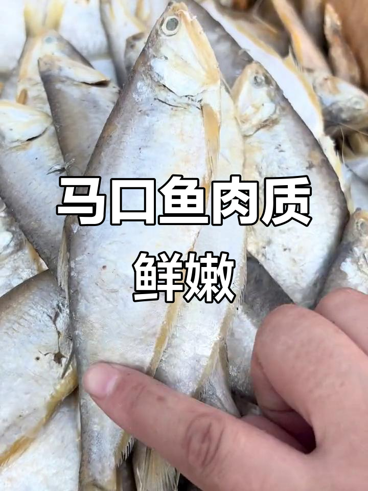 马口鱼油性丰富,煎炸配馒头米饭更香,喝酒必备下酒菜