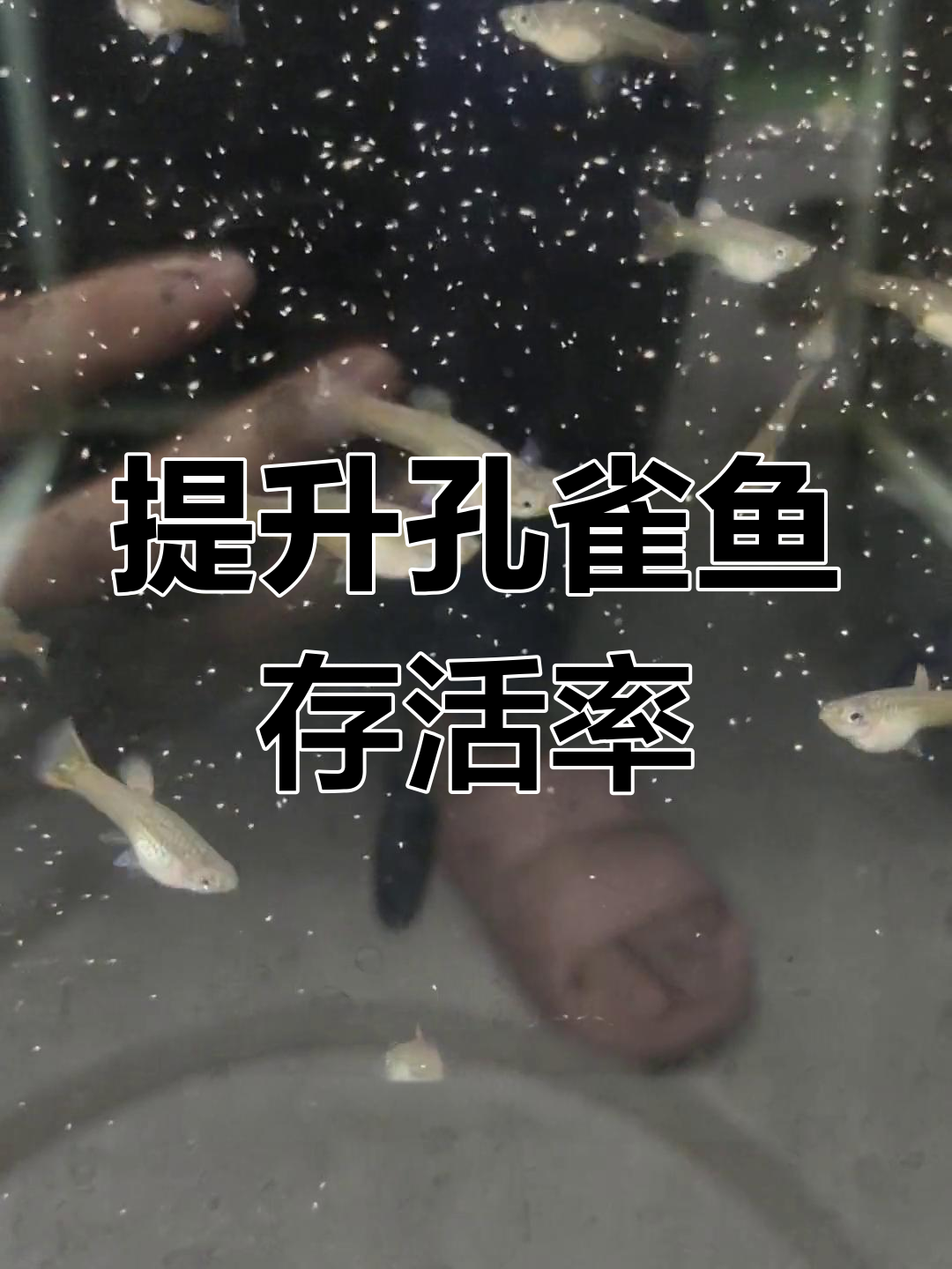 孔雀鱼苗长不大?调整这些做法,让它们茁壮成长!