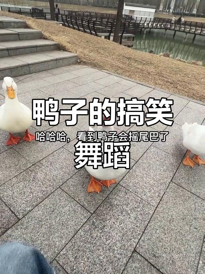鸭子摇尾巴太可爱了,竟然还会“跳舞”