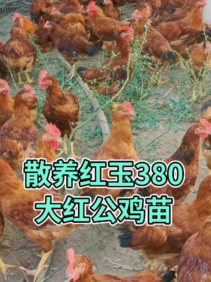 散养红玉380大红公鸡崽