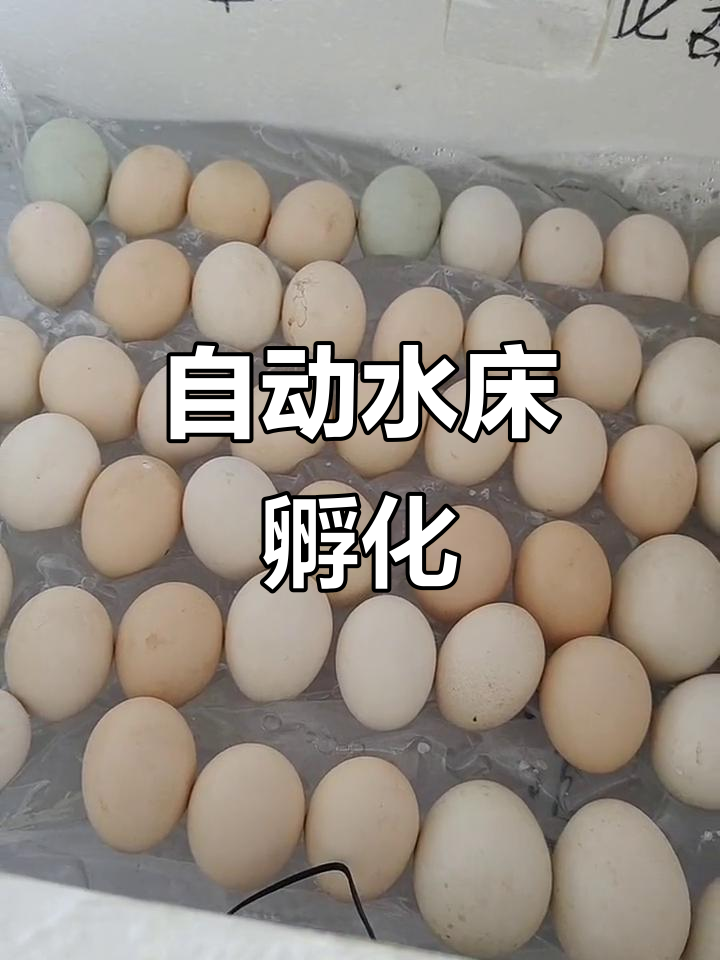 水床孵化器自动控温,种蛋放上翻动即可孵出小鸡!