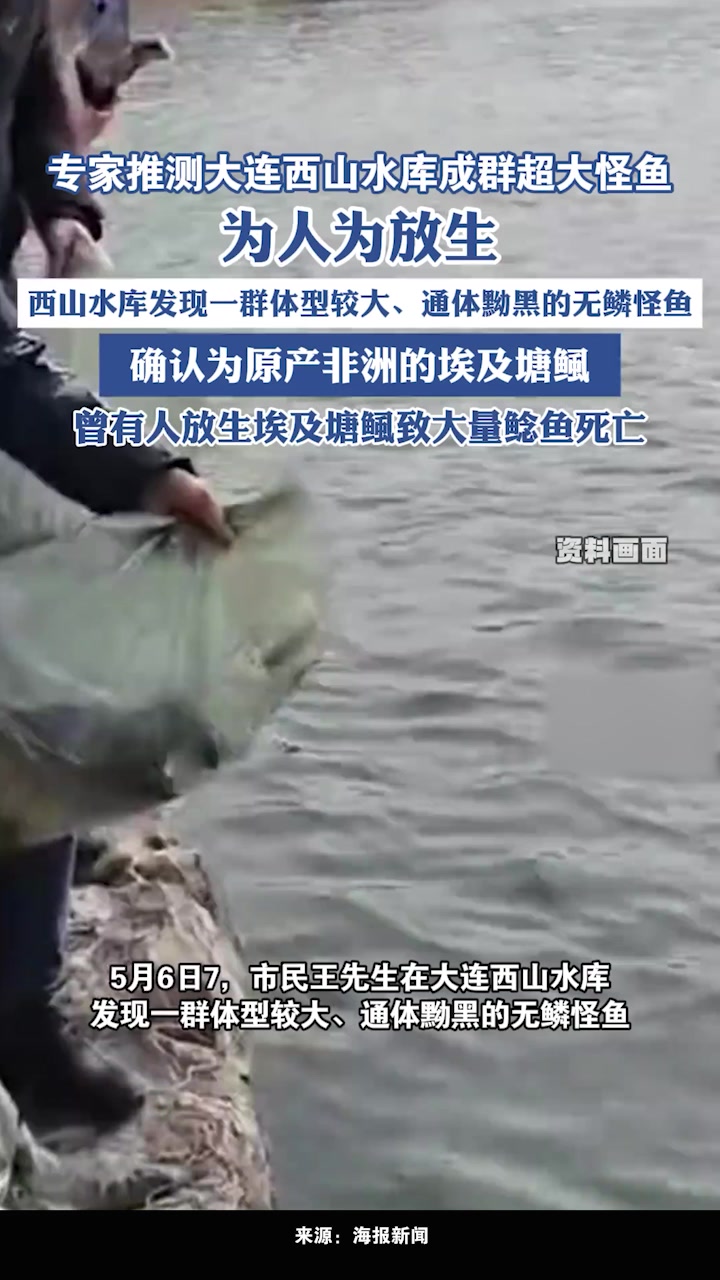 专家推测大连西山水库成群超大怪鱼为人为放生,曾有人放生埃及塘鲺致大量鲶鱼死亡