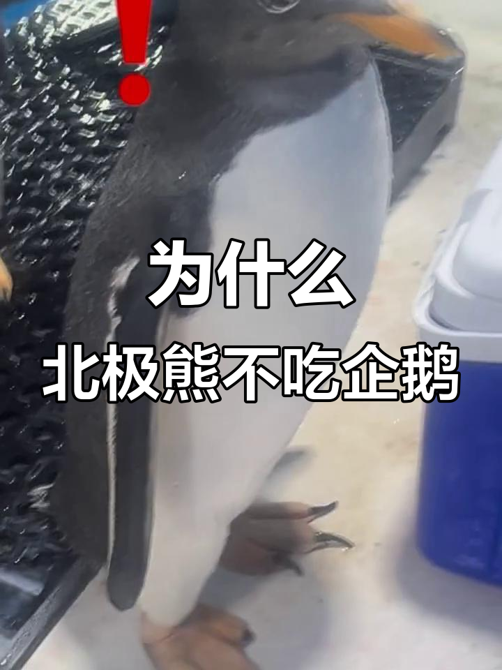 北极熊为何不吃企鹅?原来是因为这个原因