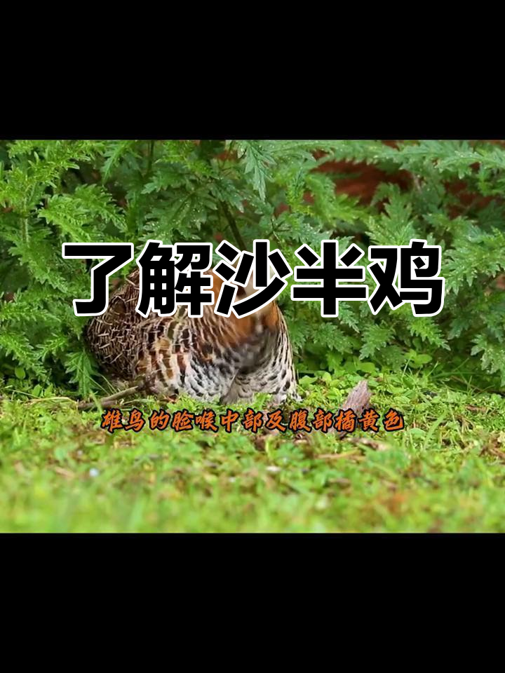 沙半鸡的生活习性与分布