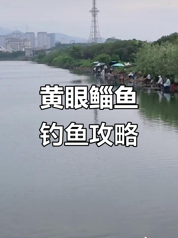 春晓湖水涨,黄眼鲻鱼好钓!早晚口最佳时机