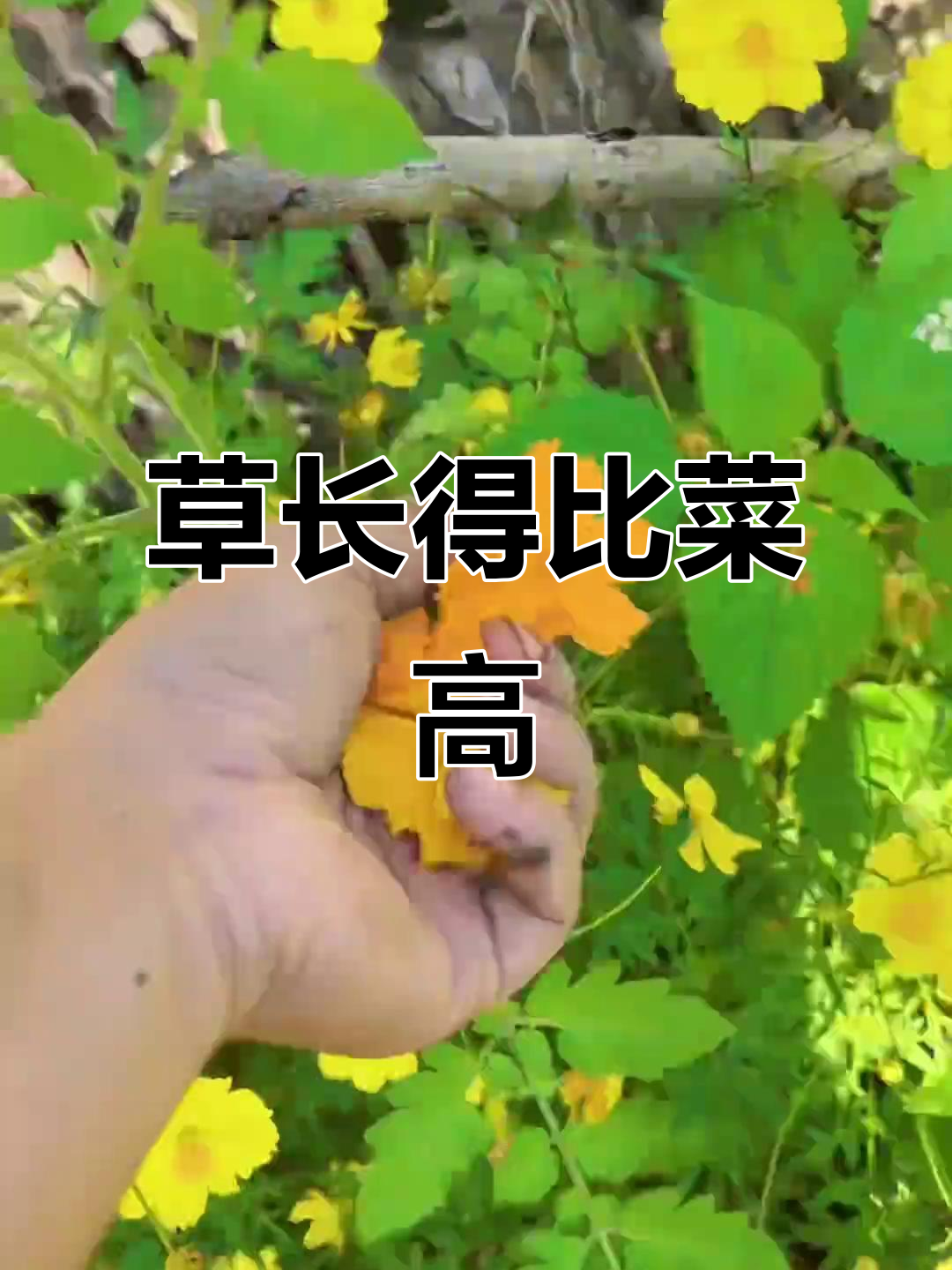 老婆不在家,草竟然比菜长得还快!海南篱笆岛的神奇现象