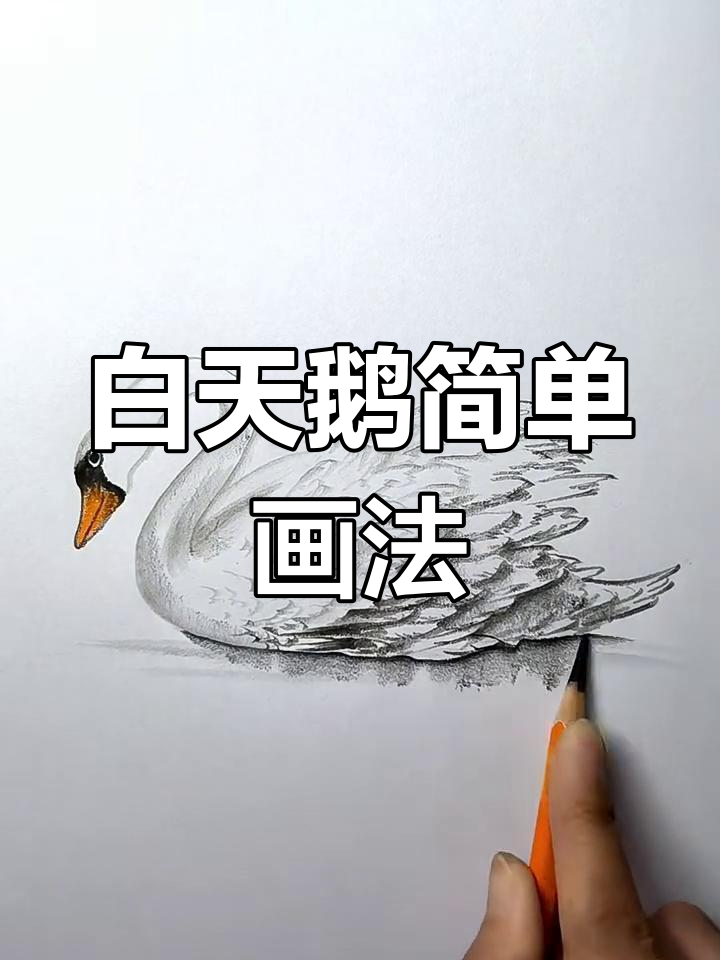 轻松画出白天鹅的美丽姿态