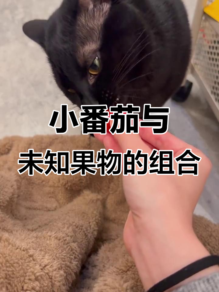健身人的早餐:小番茄和神秘水果的奇妙搭配