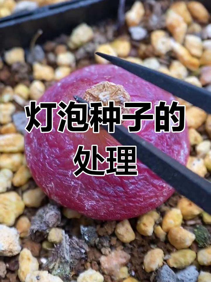 灯泡多肉种子采摘与储存