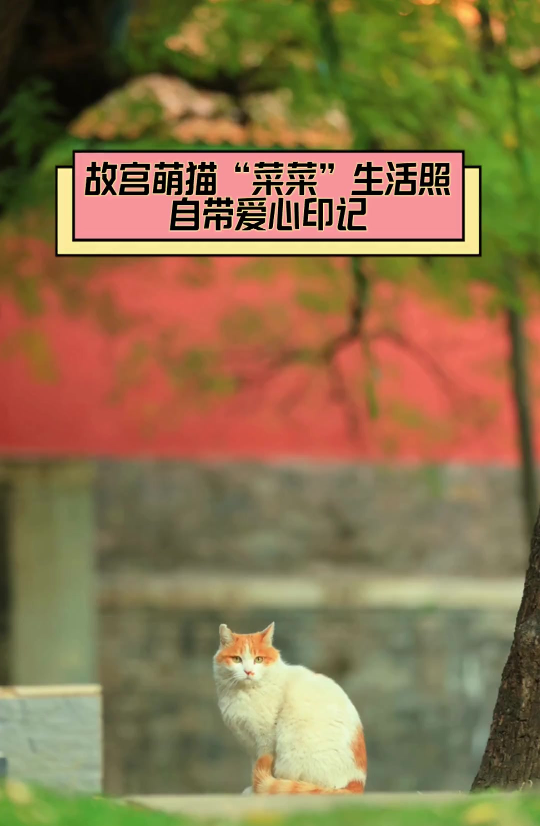 故宫萌猫“菜菜”生活照,自带爱心印记