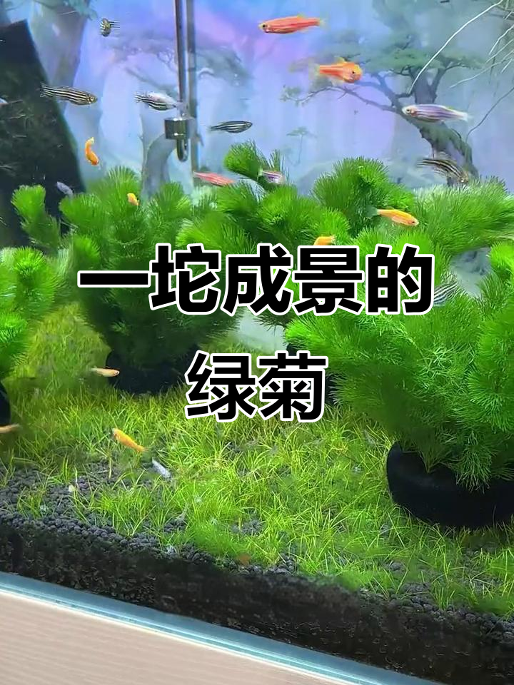 绿菊坨草,鱼缸里的自然净化器