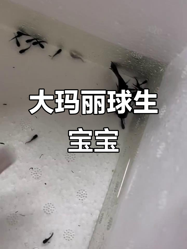 玛丽球大爆发,蓝礼服孔雀鱼也来凑热闹!